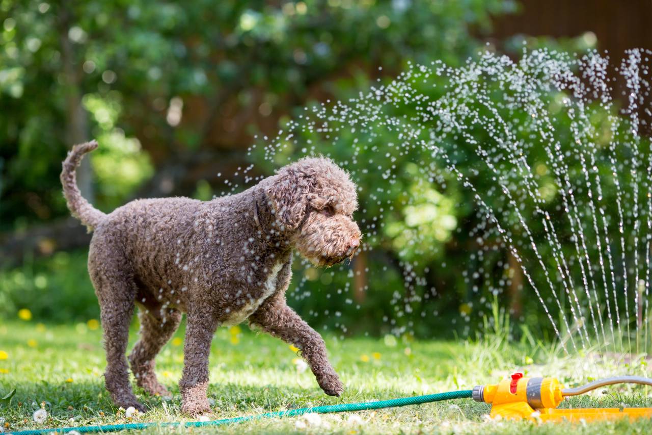 How to safely make the most of your invisible fence this summer